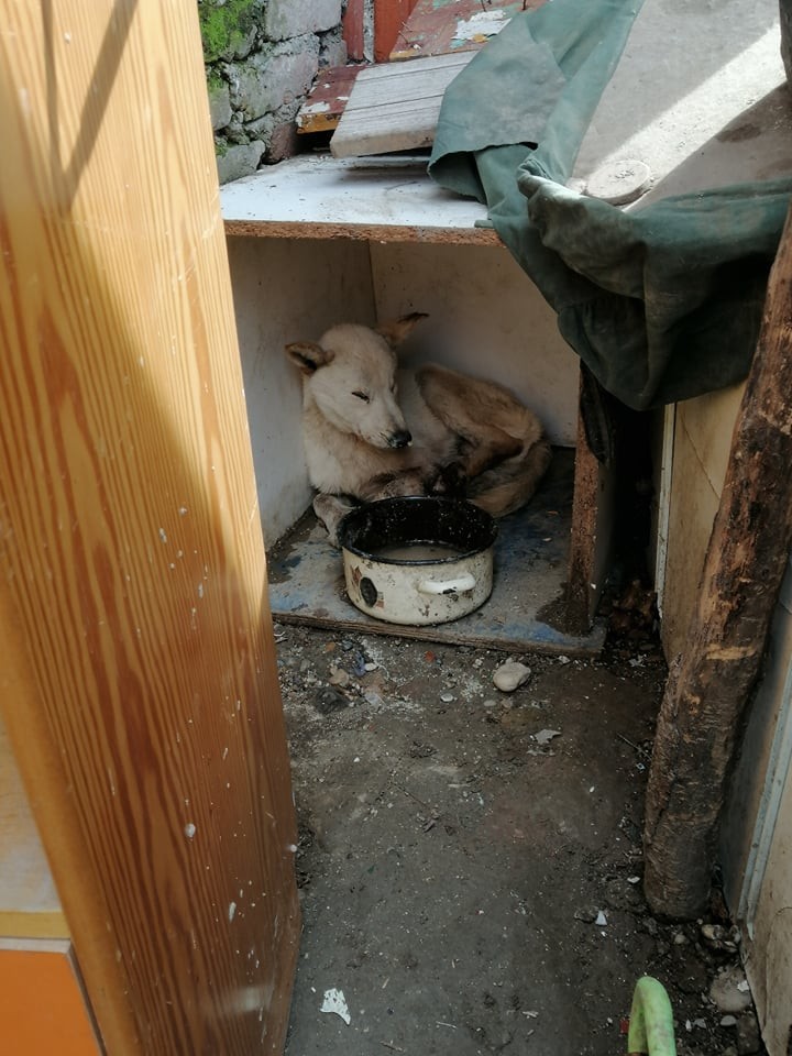 UZNEMIRUJUĆE FOTOGRAFIJE ‘Dokle će trajati patnja pasa u romskim naseljima Međimurja?’