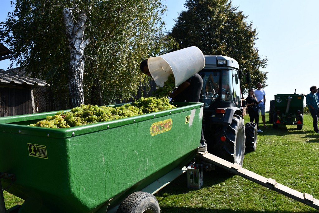 Vinarija Horvat, berba