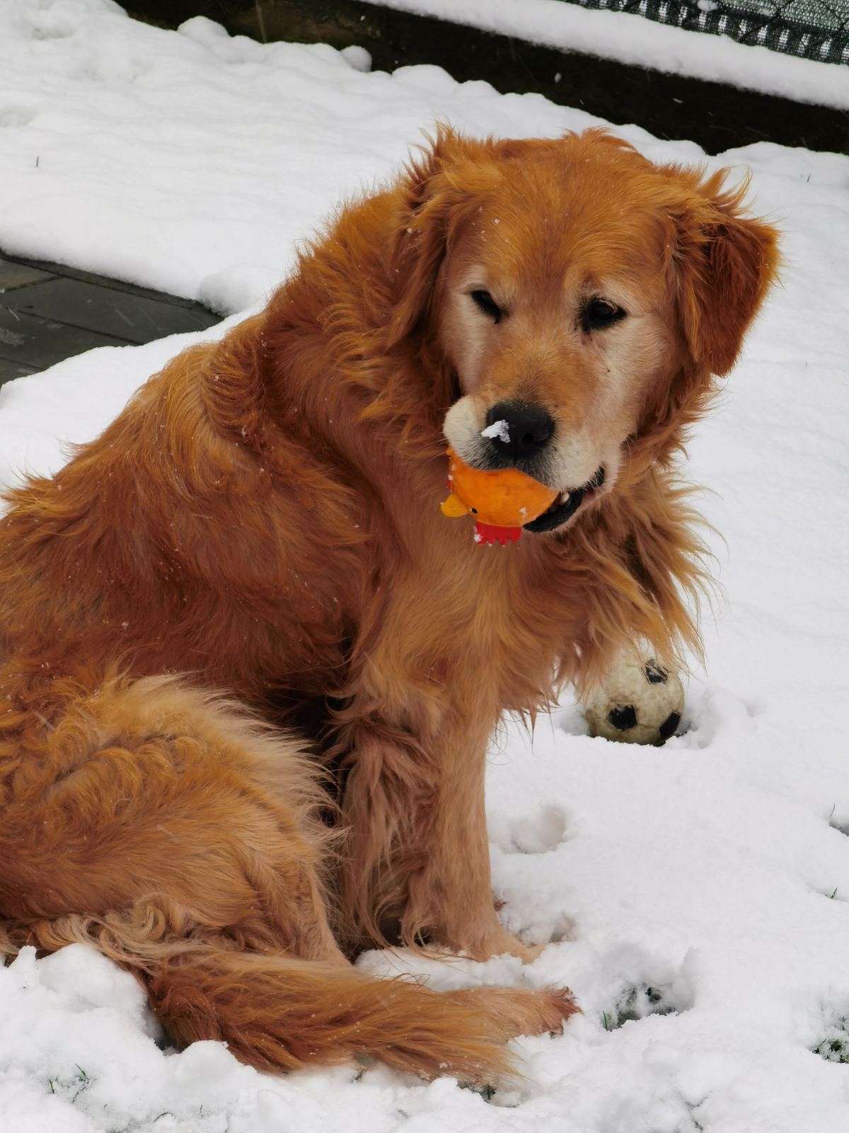 Kućni ljubimci vole snijeg