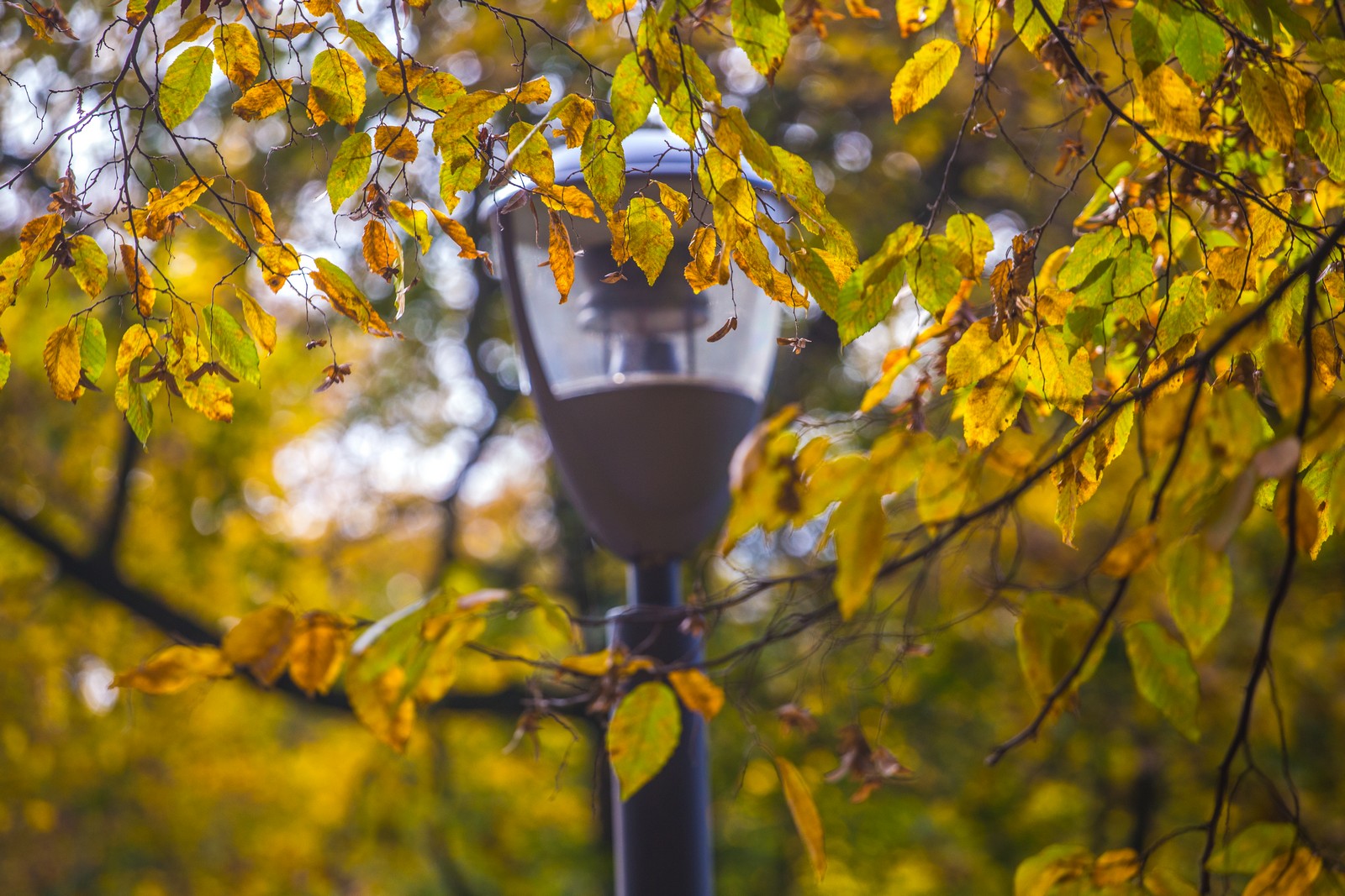 Čarobna jesen: Naša Miroslava Novak prošetala je čakovečkim parkom i snimila šarenilo jesenskih boja. Predivno, zar ne? (y) :-)