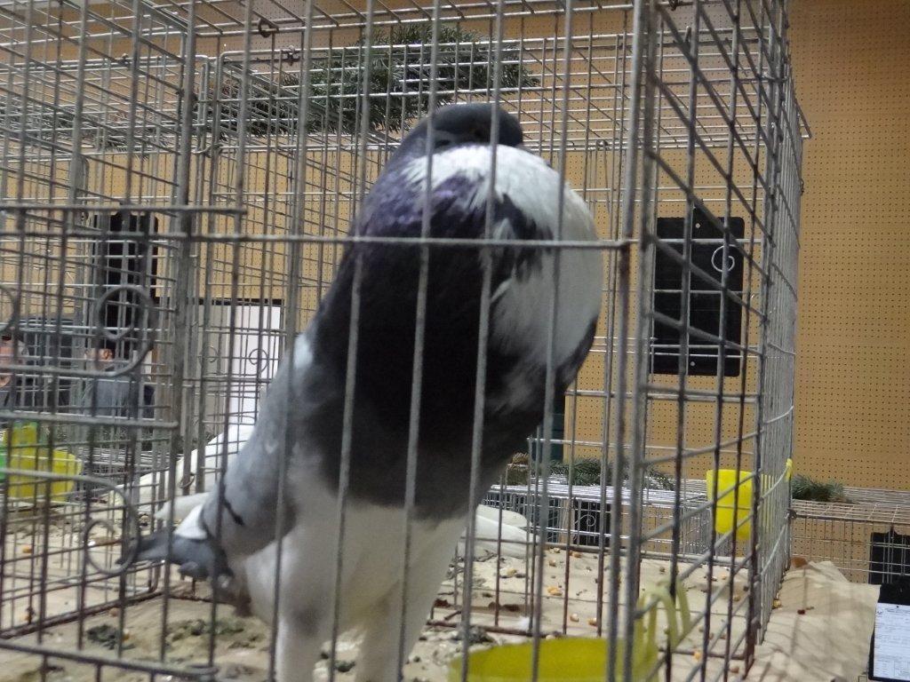 FOTO Održana izložba malih životinja u Kotoribi: Proglašeno čak 42 šampiona!