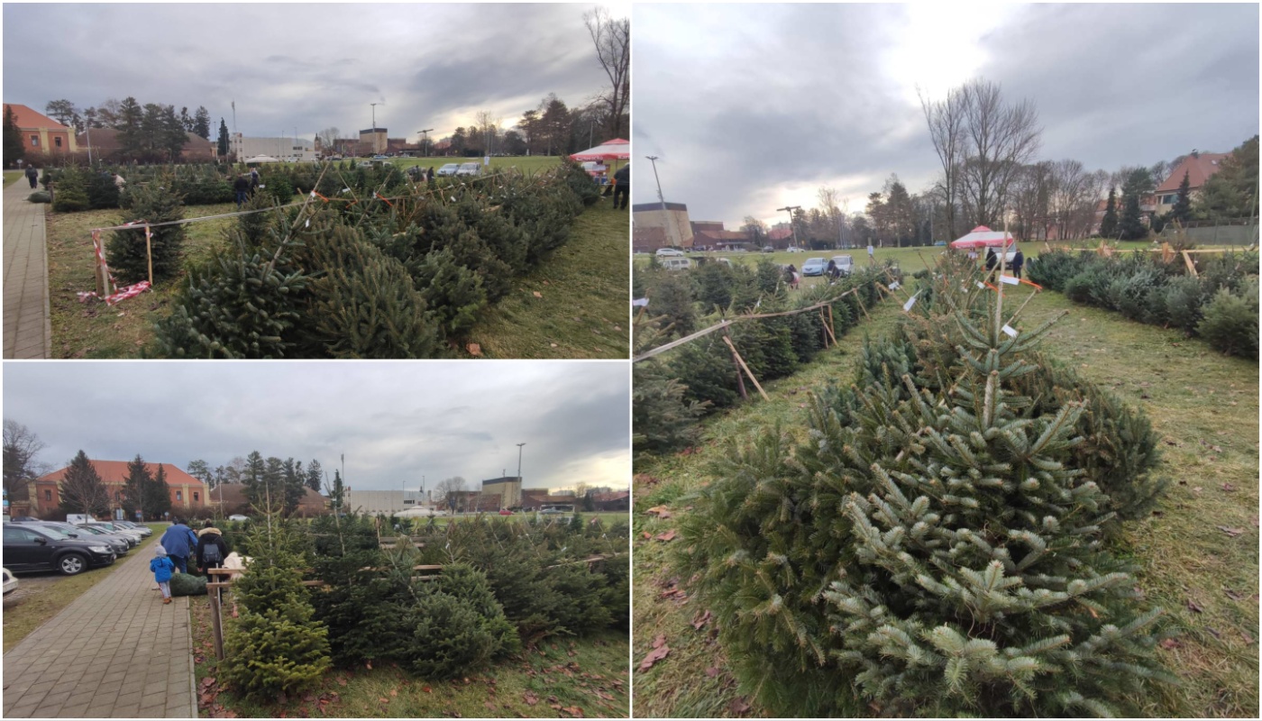 NIKOLA RADIKOVIĆ Najviše se traže nordijske jele i smreke