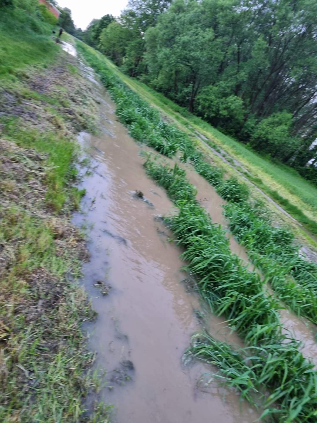 belica borščak izlio se