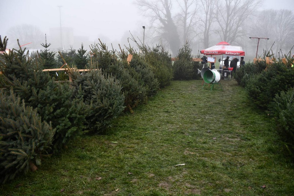Ponuda božićnih drvaca
