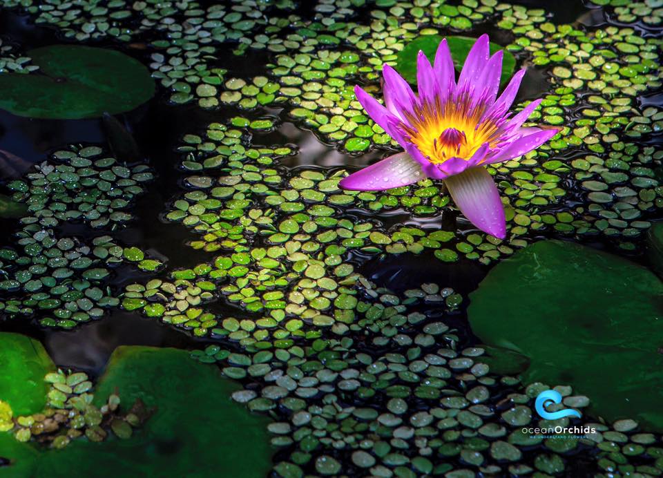 Image 5818403 (auto)