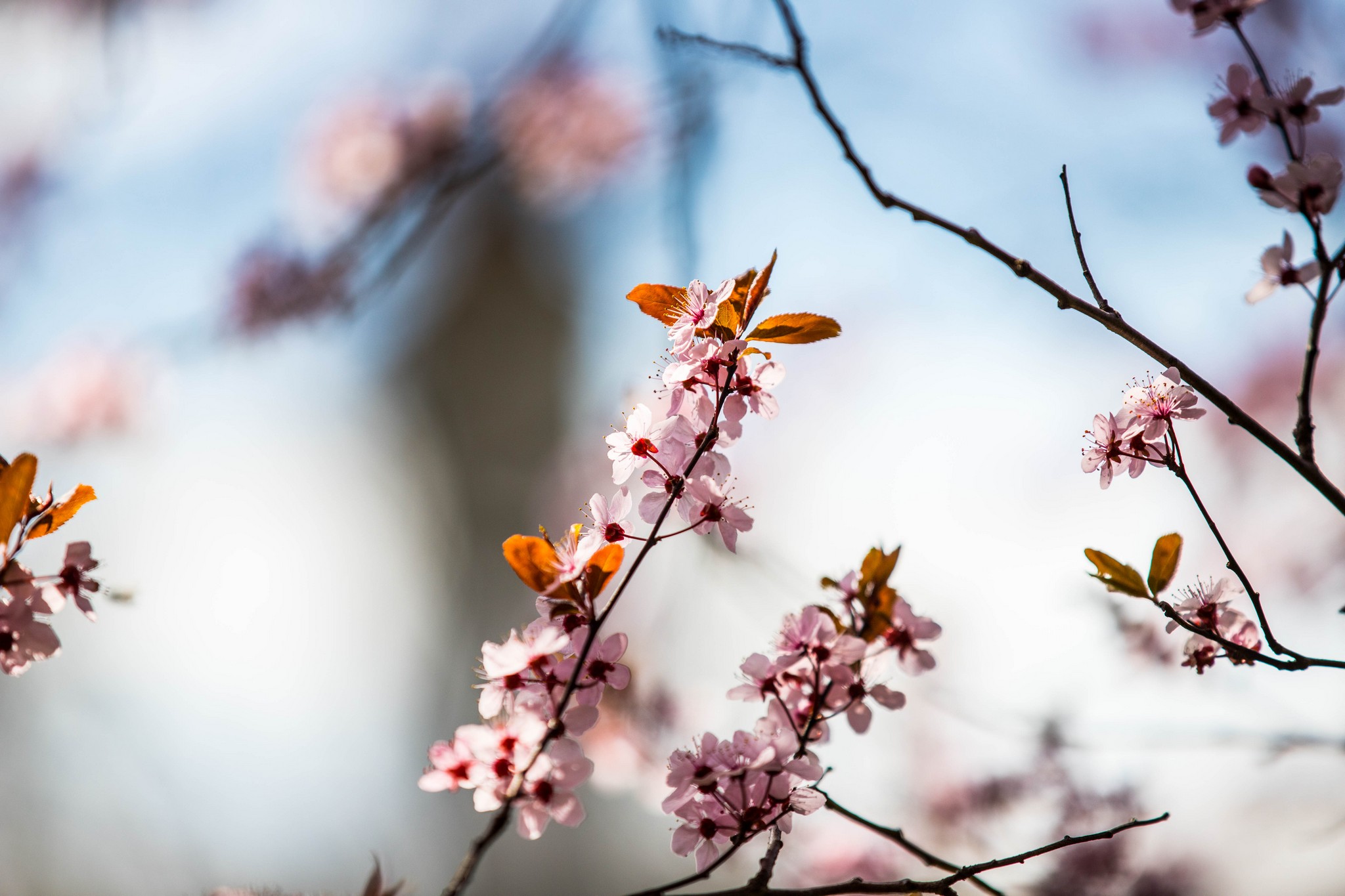 Proljetna cvjetna rapsodija u Međimurju iz objektiva Miroslave Novak Hranjec