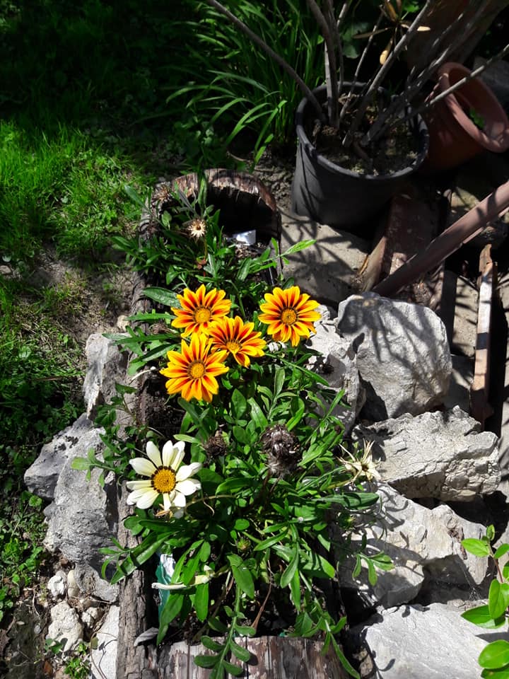 Dvorište obitelji Cenko