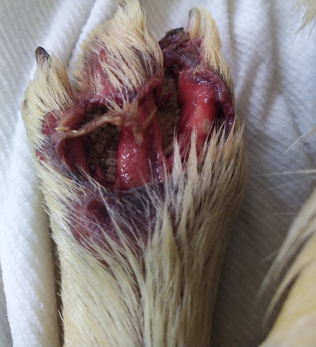 UZNEMIRUJUĆE FOTOGRAFIJE ‘Dokle će trajati patnja pasa u romskim naseljima Međimurja?’