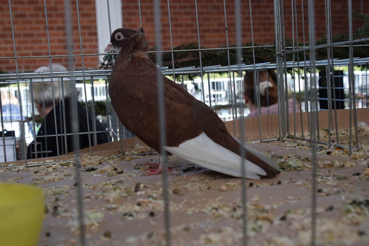 DONJA DUBRAVA Brojni posjetitelji razgledali rekordan broj eksponata na Državnoj izložbi malih životinja DONJA DUBRAVA Brojni posjetitelji razgledali rekordan broj eksponata na Državnoj izložbi malih životinja