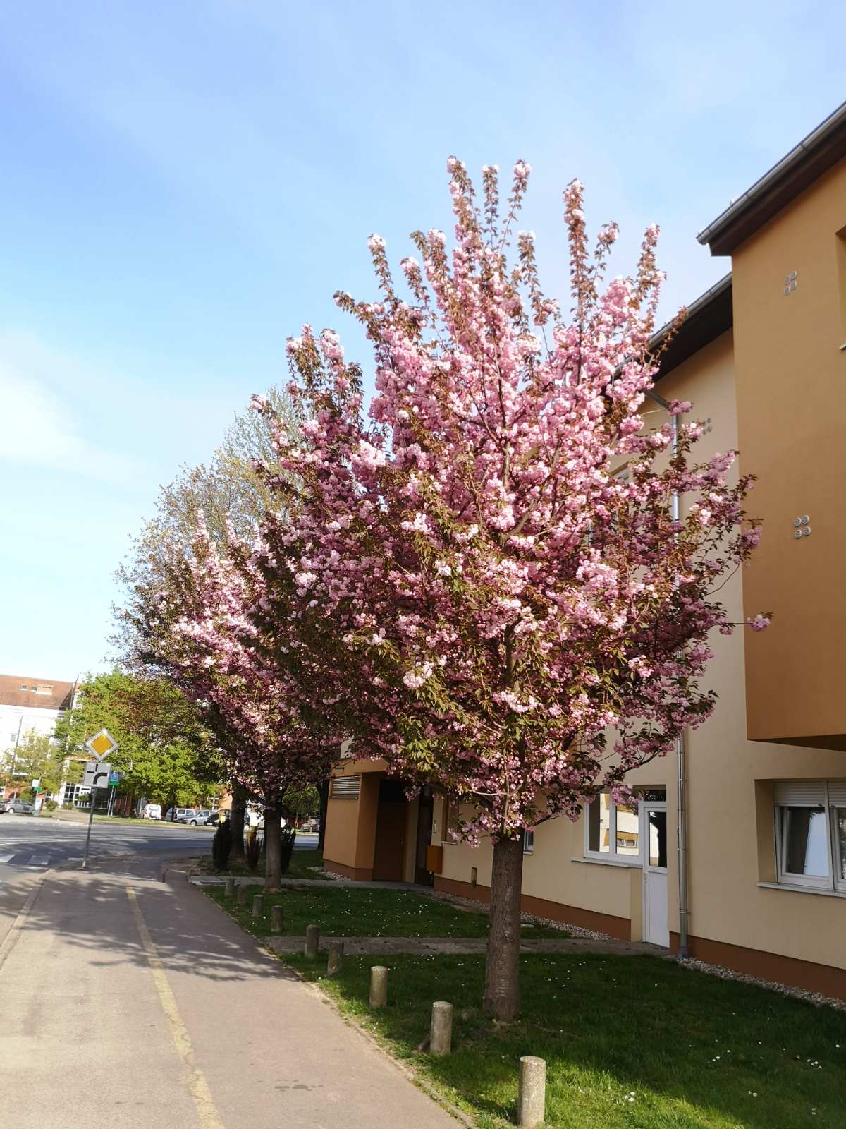 Procvale japanske trešnje mame poglede građana u Čakovcu