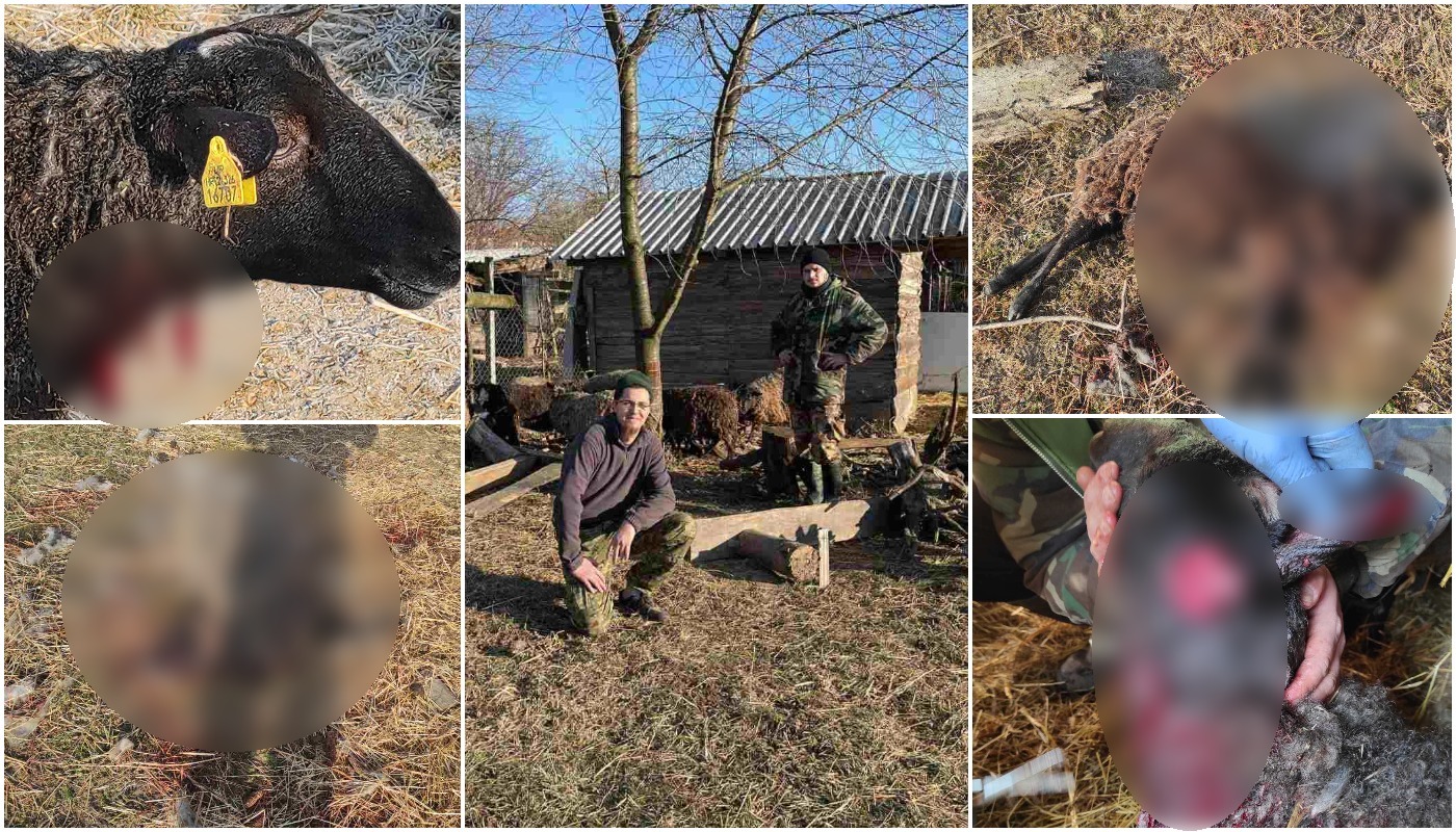 Ivan Medved iz Kuršanca u šoku: Psi lutalice poklali su mu stado ovaca