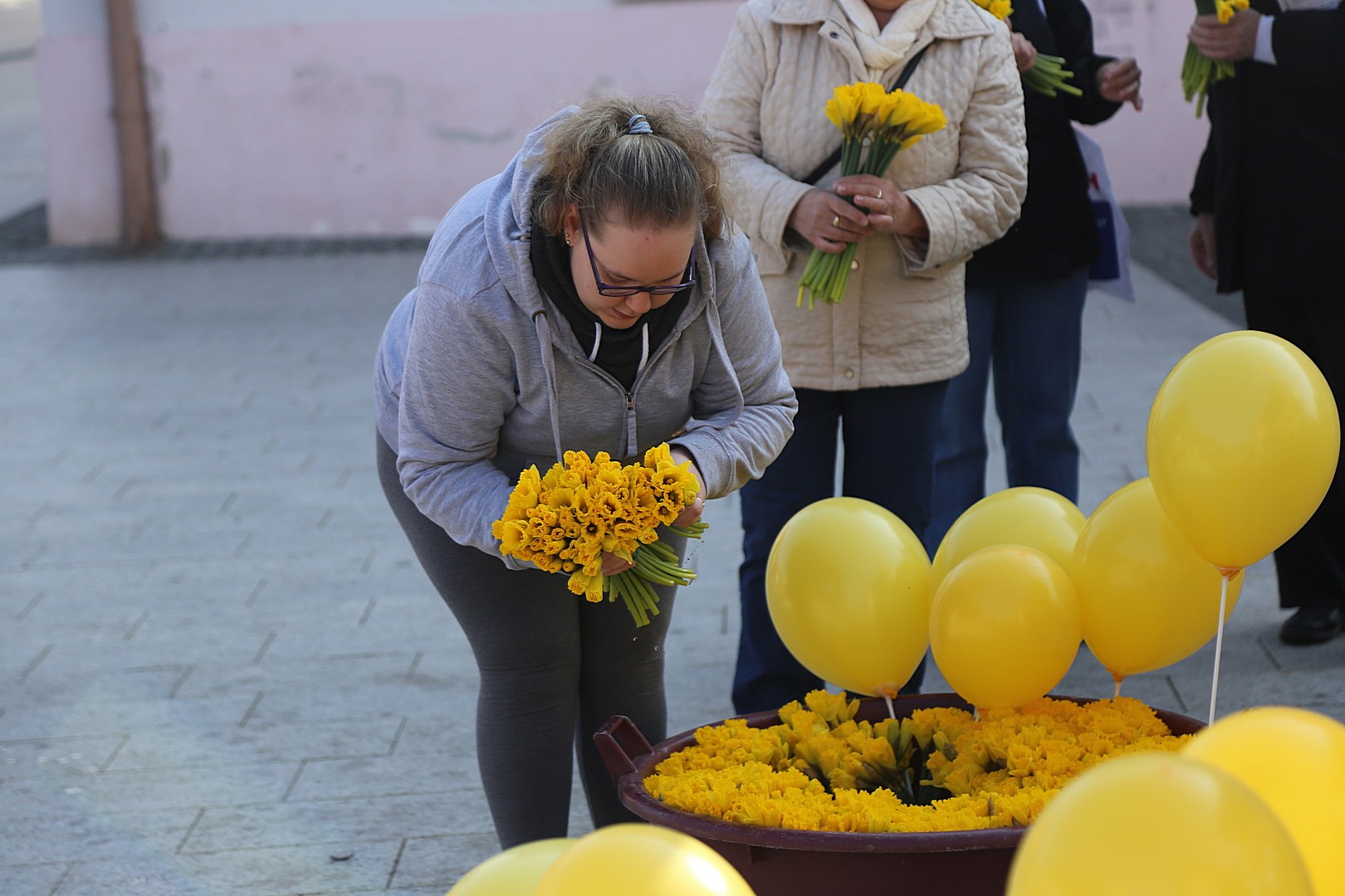 Dan narcisa – Međimurje obojeno u žuto