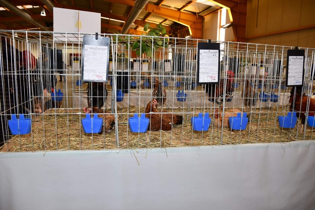 IZLOŽBA MALIH ŽIVOTINJA Izloženo preko tisuću malih životinja vrhunskih uzgajivača iz Hrvatske, ali i šire IZLOŽBA MALIH ŽIVOTINJA Izloženo preko tisuću malih životinja vrhunskih uzgajivača iz Hrvatske, ali i šire