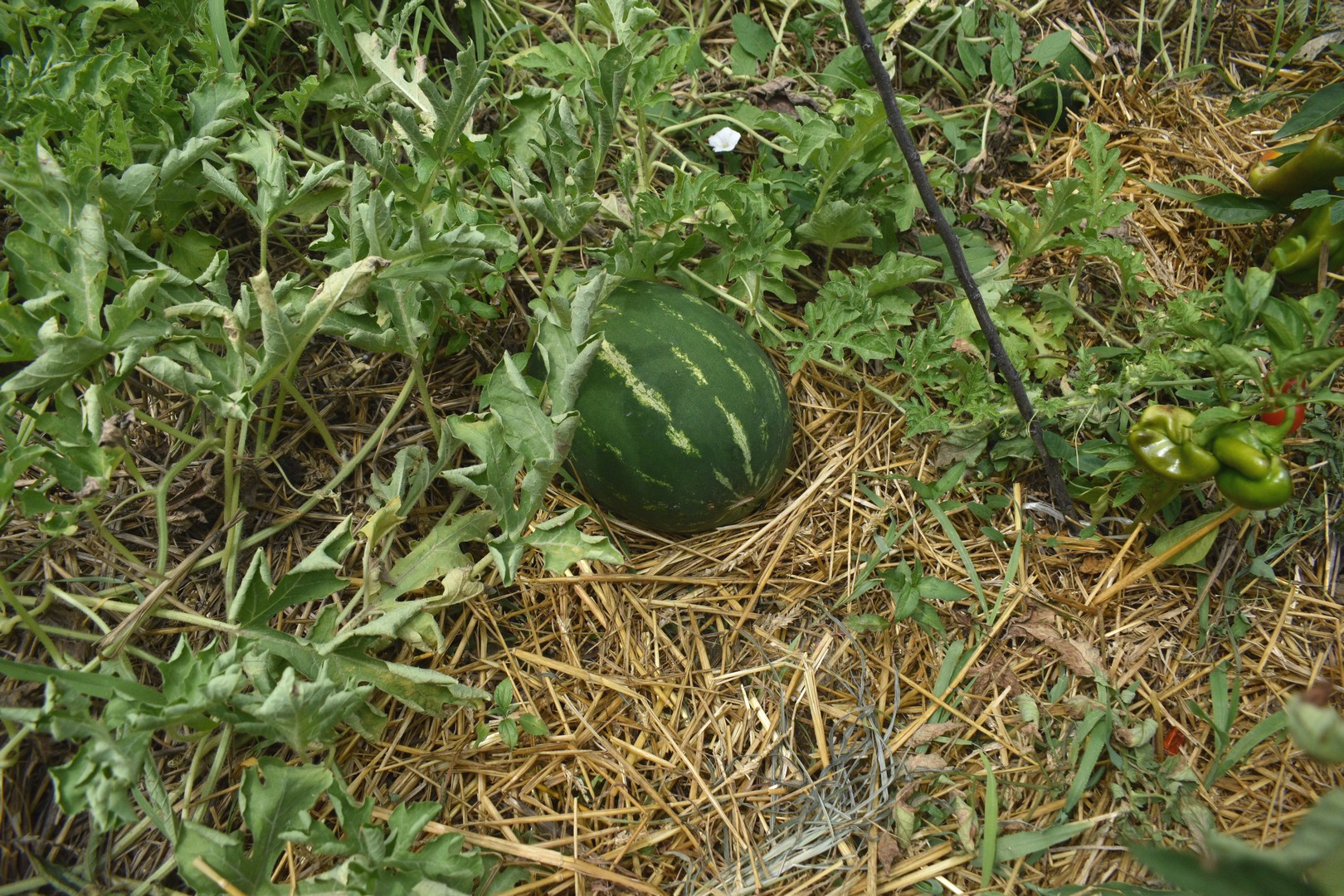 OKUĆNICA OD KOJE ZASTAJE DAH Kivi u cvjetnom carstvu Nadice Toplek