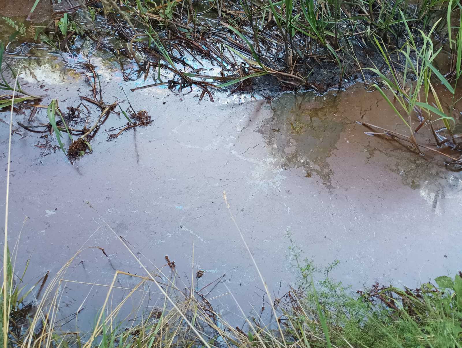 Pomor ribe u Donjem Hrašćanu