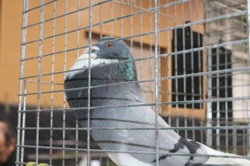 FOTO Održana izložba malih životinja u Kotoribi: Proglašeno čak 42 šampiona!