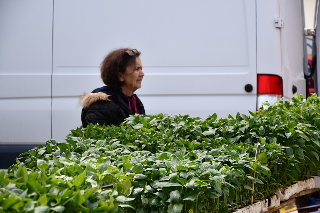 ČAKOVEČKI SAJAM SRIJEDOM Najveći interes i dalje vlada za presadnice