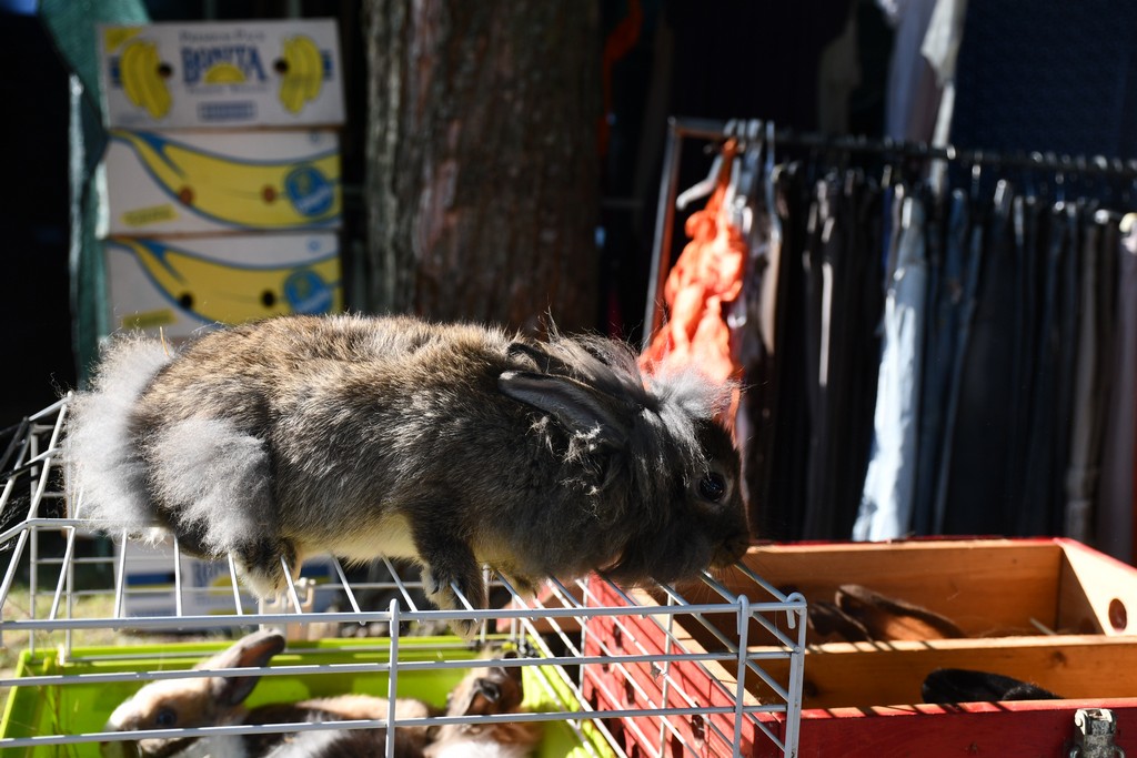 Čakovečki sajam (srijeda, 6.9.2023.)