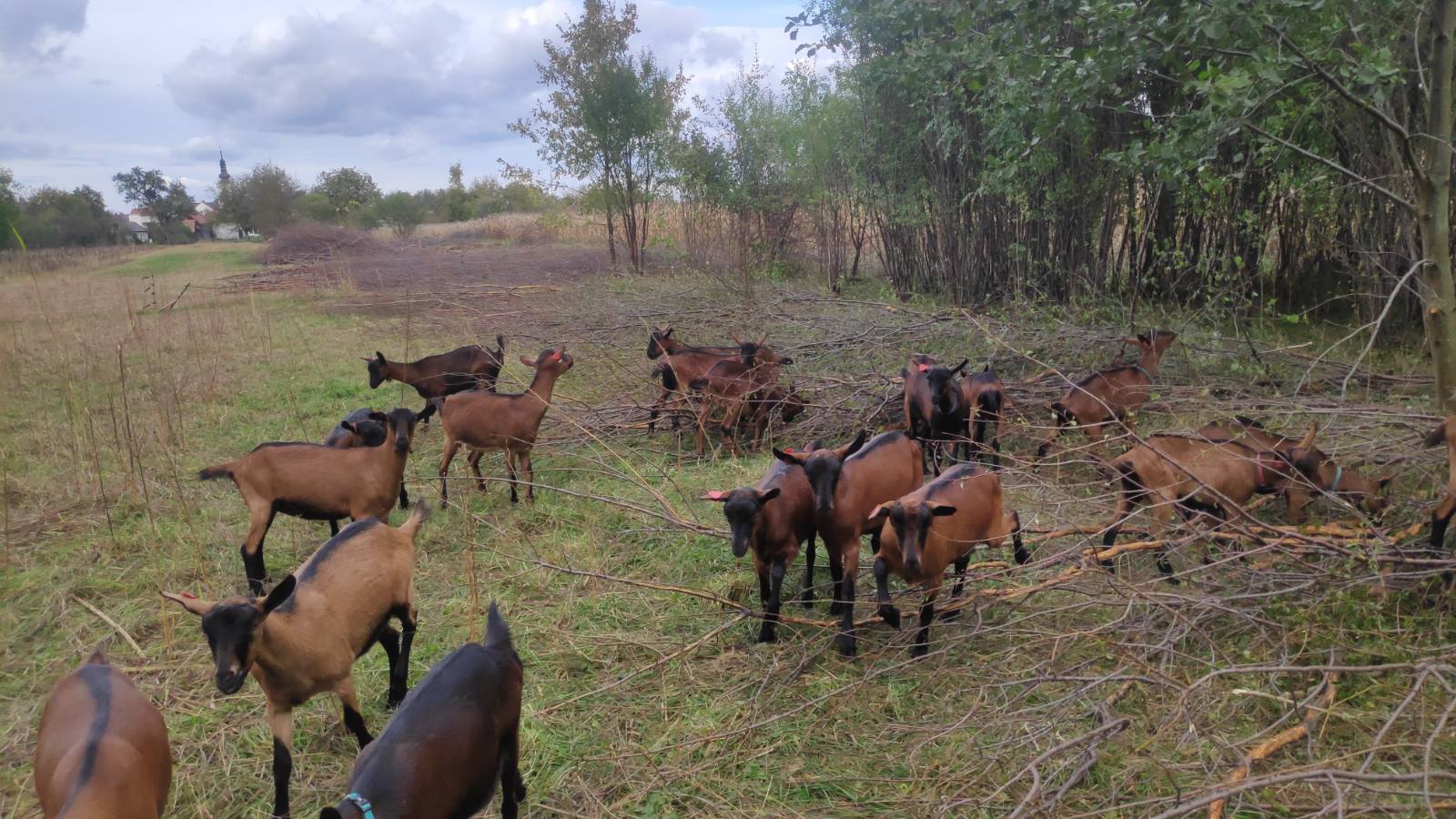 Jelena Vuletić Čičko