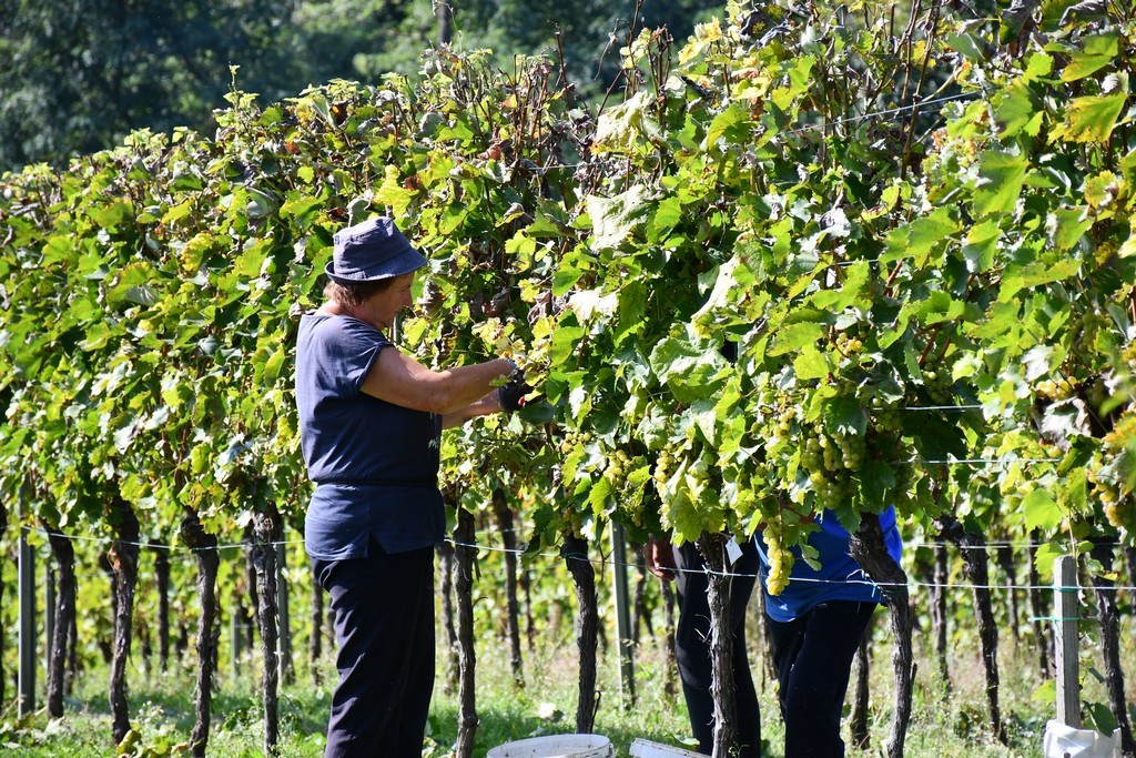 Vinarija Horvat, berba