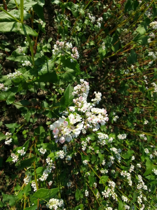 ANDRIJA STRIČAK IZ ČAKOVCA Heljda je dobra i za ljude i za pčele