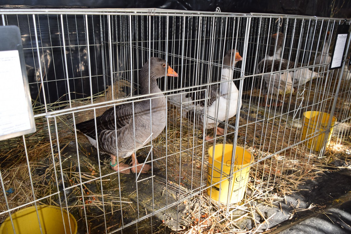 DONJA DUBRAVA Brojni posjetitelji razgledali rekordan broj eksponata na Državnoj izložbi malih životinja DONJA DUBRAVA Brojni posjetitelji razgledali rekordan broj eksponata na Državnoj izložbi malih životinja