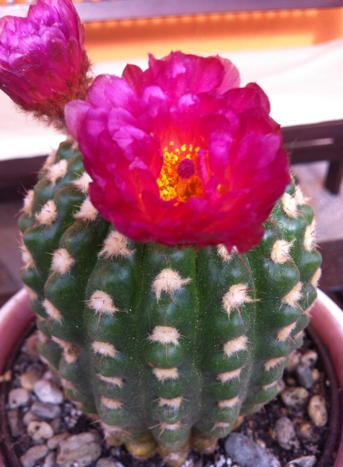 1141226886913291317778660924353