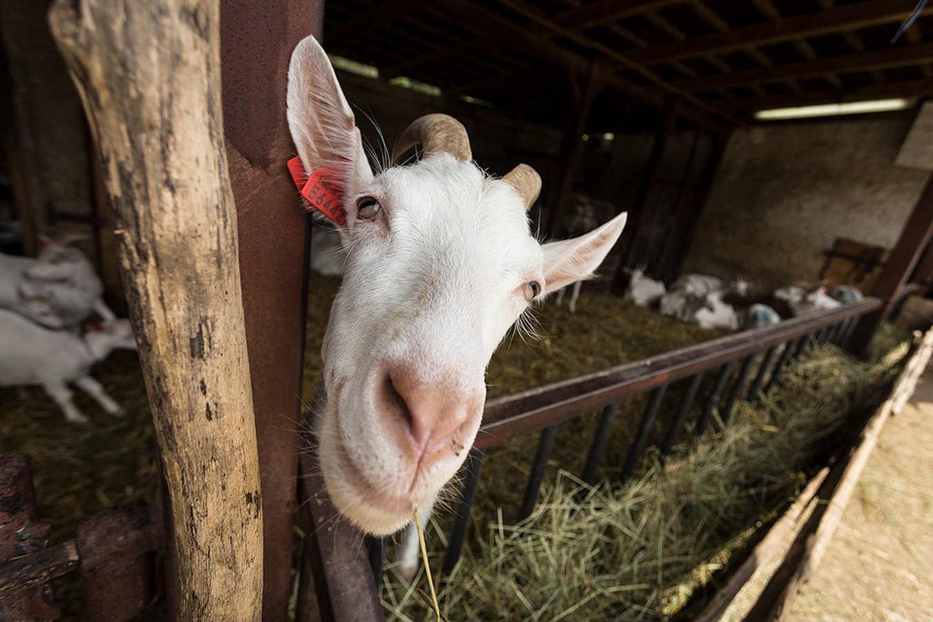 Dan otvorenih vrata OPG-a Zadravec u Oporovcu