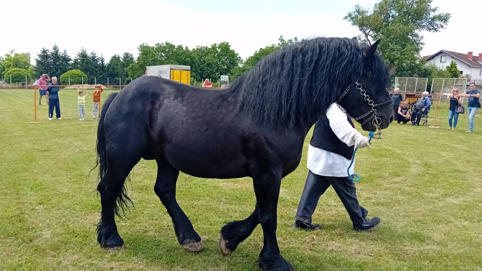 PREKRASNI SU Izložba međimurskog konja u Nedelišću
