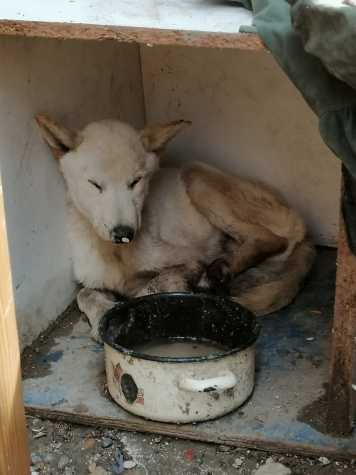 UZNEMIRUJUĆE FOTOGRAFIJE ‘Dokle će trajati patnja pasa u romskim naseljima Međimurja?’