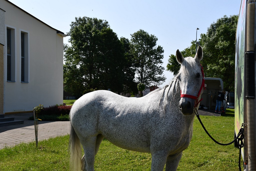 VIDEO I FOTO Međunarodno konjičko druženje okupilo brojne uzgajivače konja iz SZ Hrvatske te Slovenije i Austrije