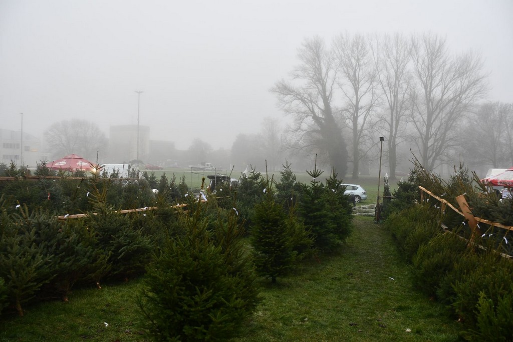 Ponuda božićnih drvaca