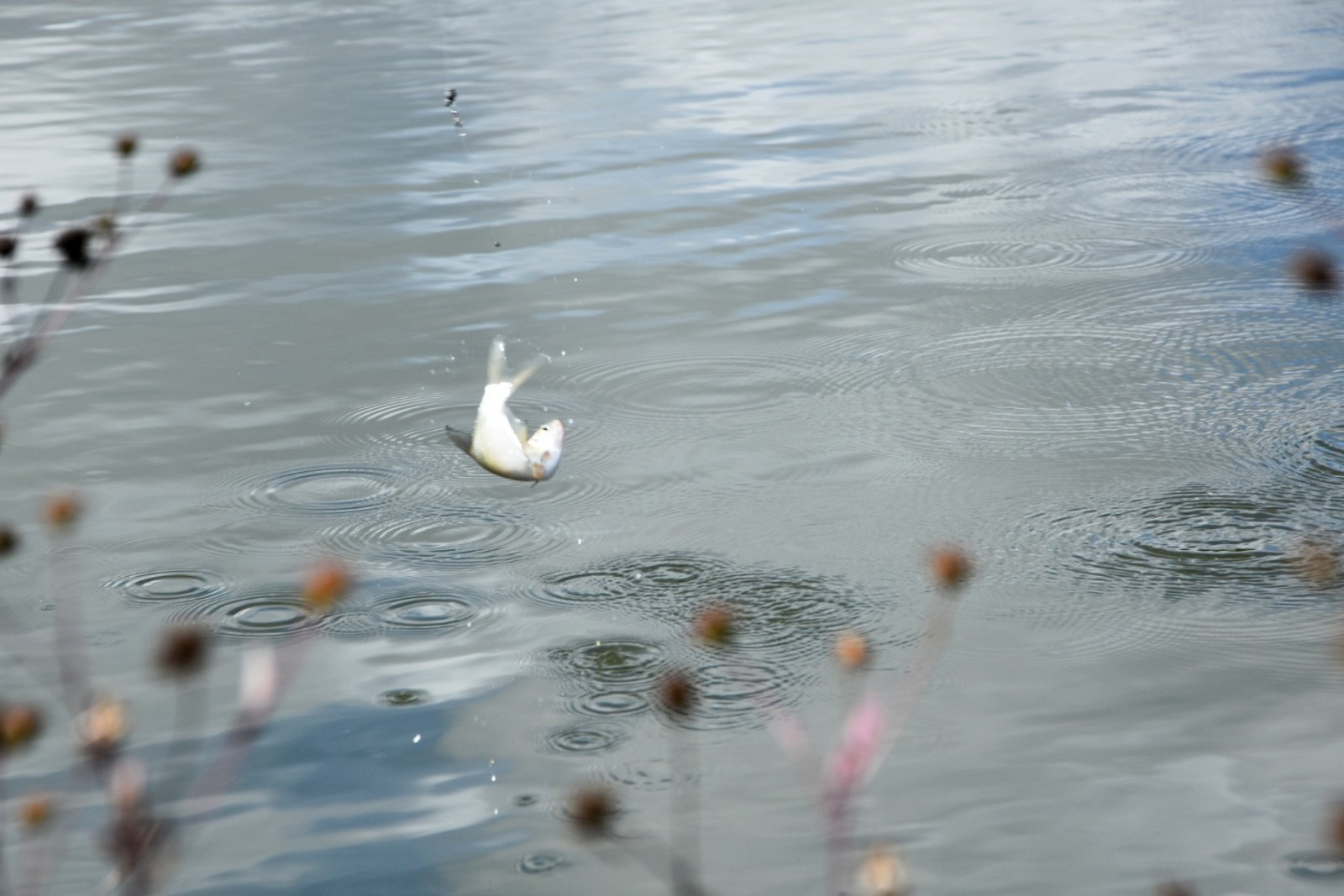 FOTO Na društvenom natjecanju u ribolovu pobijedio Tomislav Filipović s 2,86 kilograma ribe