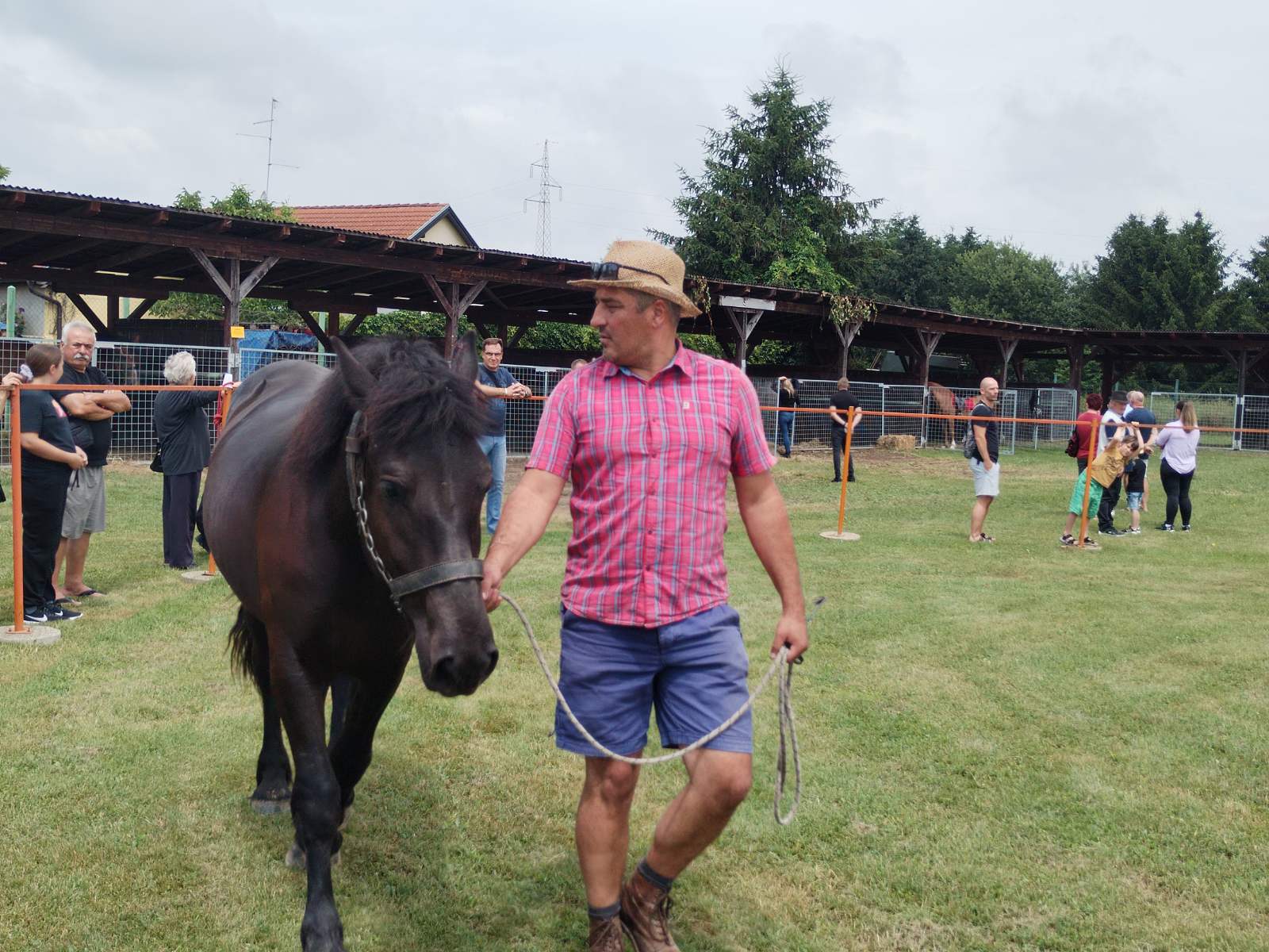 PREKRASNI SU Izložba međimurskog konja u Nedelišću