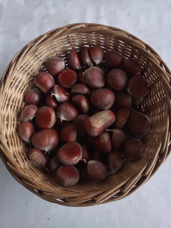 FRANJO KRZNAR IZ NOVAKOVCA Nema do slatkih plodova kestena i cvrkuta štiglecov