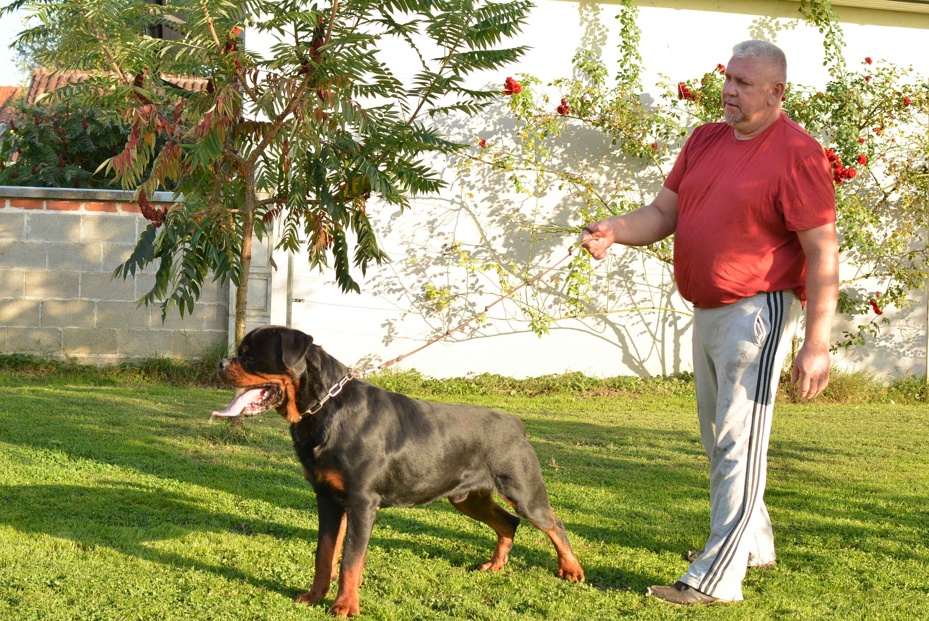OBITELJ MIKAC IZ MIHOVLJANA Od 2014. godine imaju profinjenu uzgajivačnicu Rottweilera – ‘psi su naša najveća ljubav’ OBITELJ MIKAC IZ MIHOVLJANA Od 2014. godine imaju profinjenu uzgajivačnicu Rottweilera – ‘psi su naša najveća ljubav’