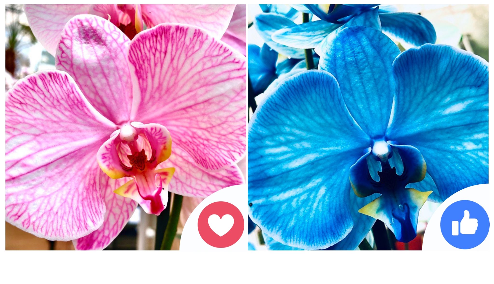 Image 5818405 (auto)