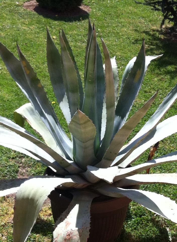 1116766084444558897985267860261