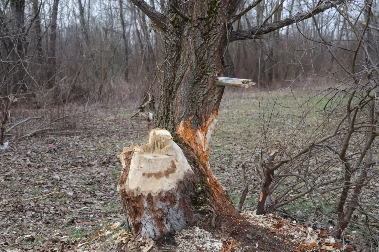 dabar, Donja Dubrava, Drava, kanal (1)