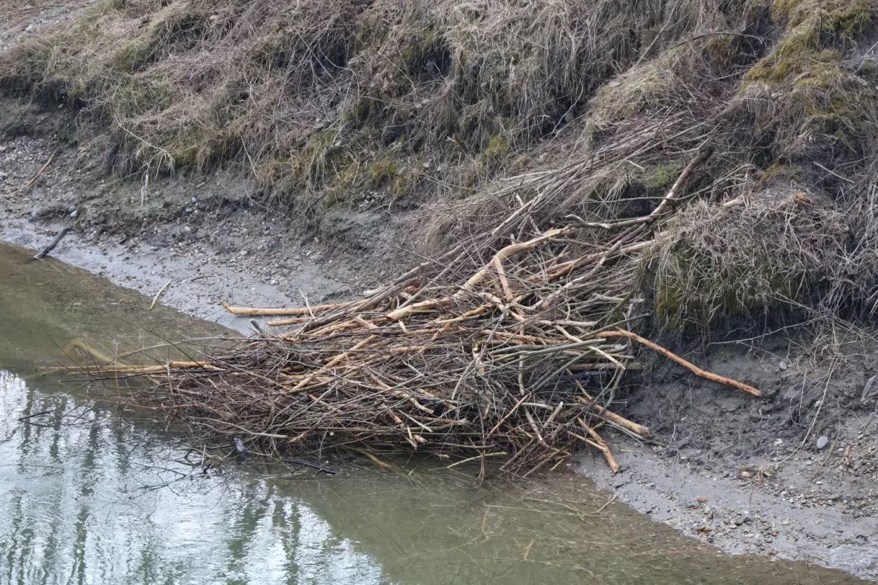dabar, Donja Dubrava, Drava, kanal (2)
