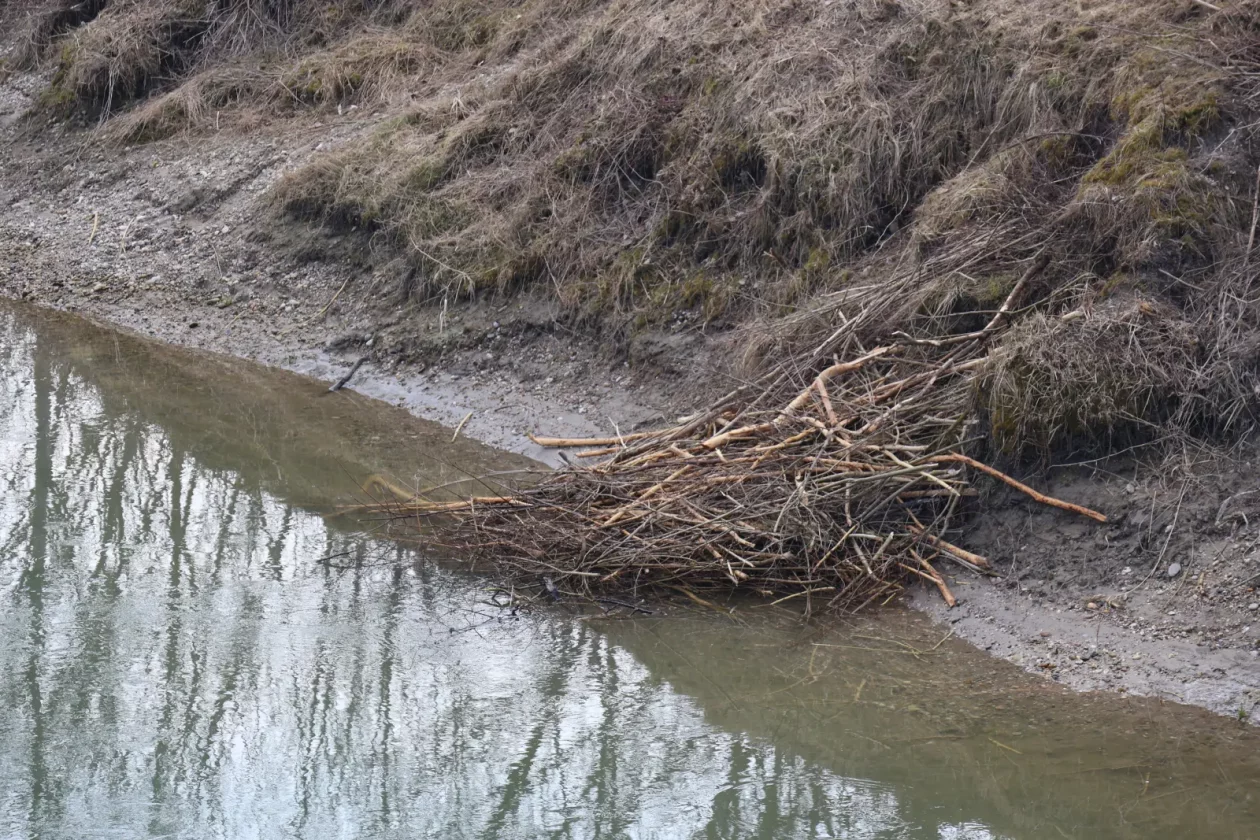 dabar, Donja Dubrava, Drava, kanal (3)
