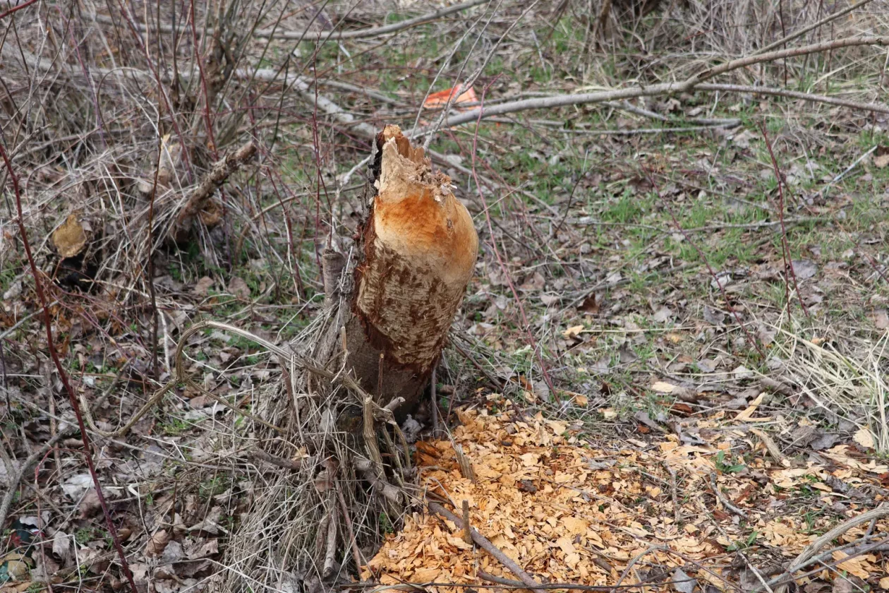 dabar, Donja Dubrava, Drava, kanal (4)