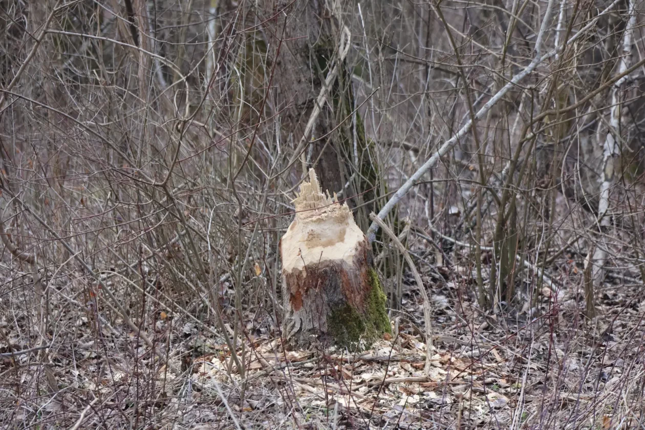 dabar, Donja Dubrava, Drava, kanal (5)