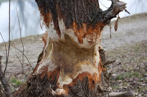 dabar, Donja Dubrava, Drava, kanal (6)