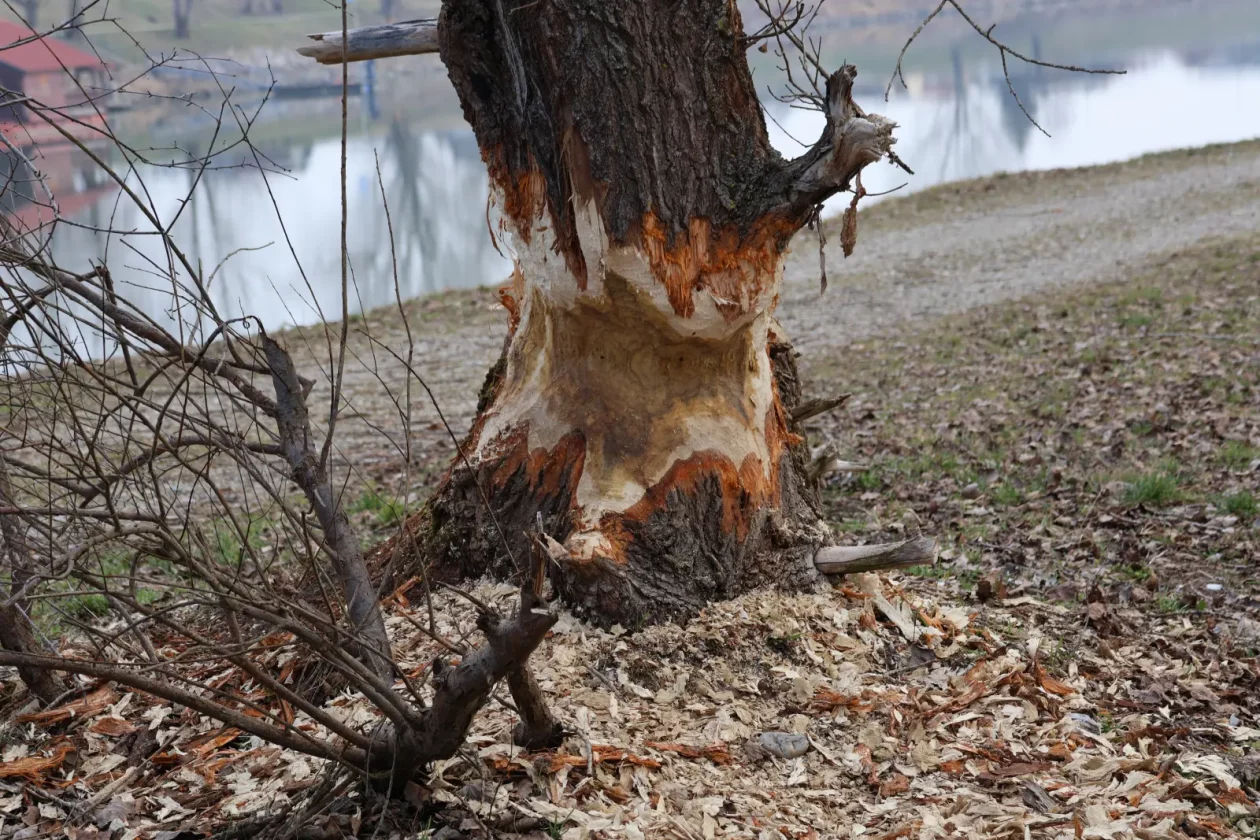 dabar, Donja Dubrava, Drava, kanal (7)