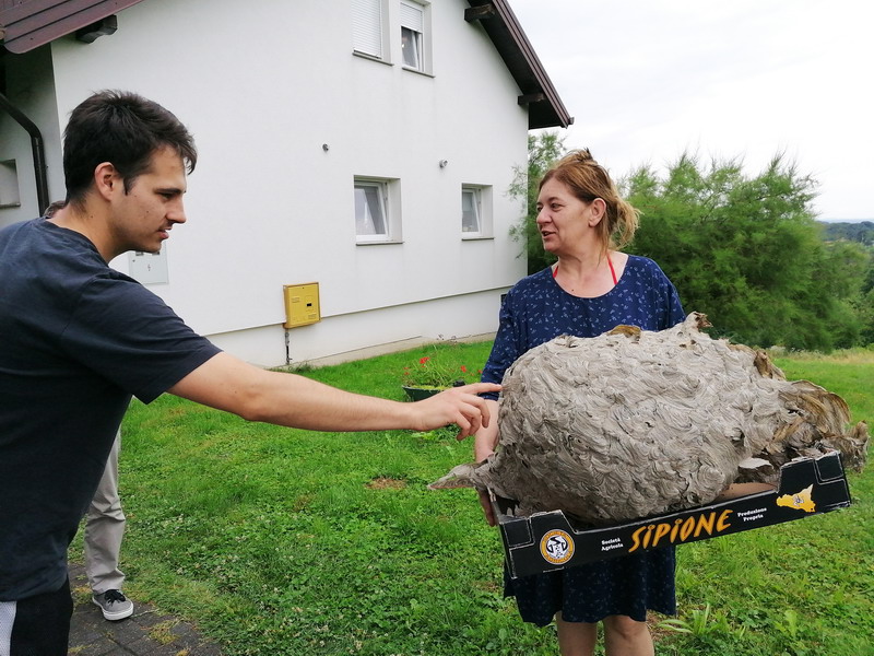 PRIČA IZ VUČETINCA Ogromno stršljenovo gnijezdo više ne prijeti obitelji Blanke Janušić Klaić!