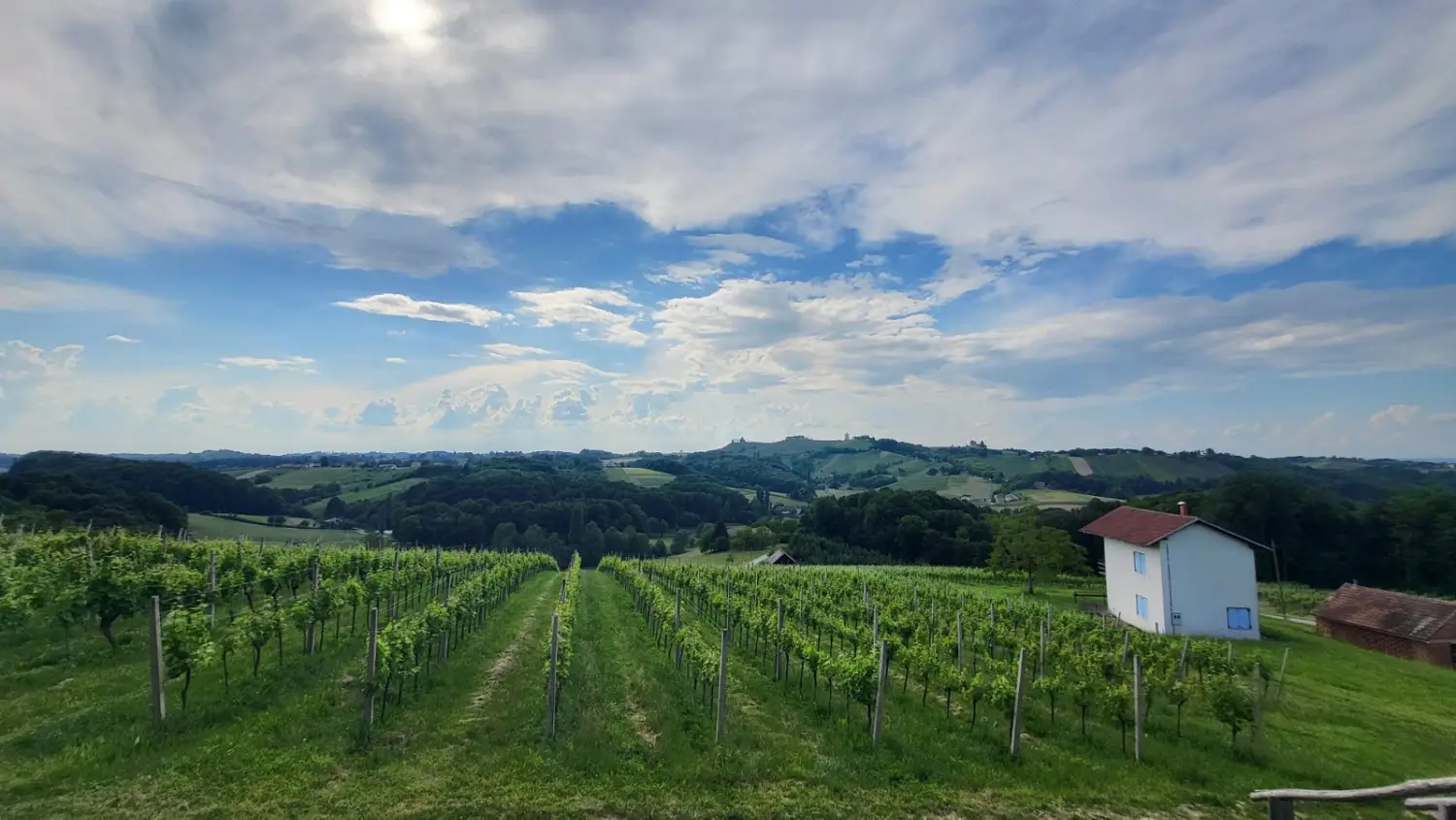 dan otvorenih podruma,vinarije (22)