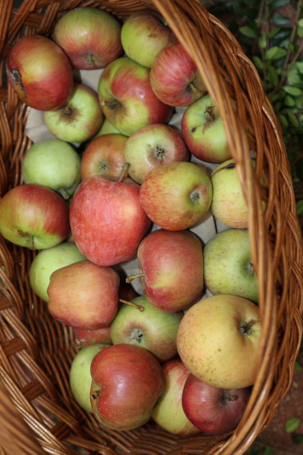 dan zahvale za plodove zemlje u Maloj Subotici21_resize