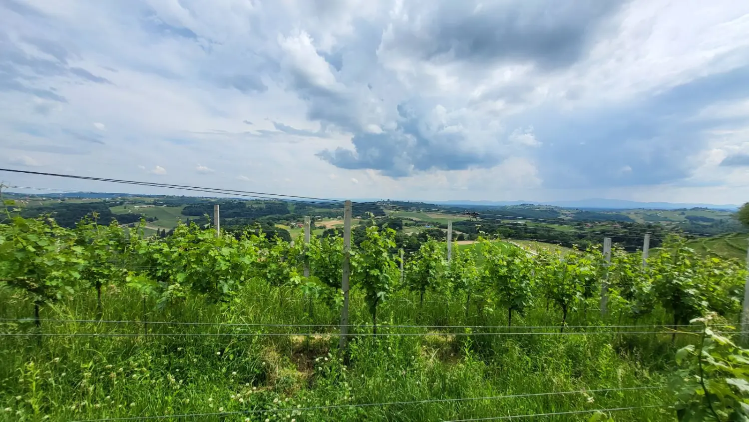 dani otvorenih vrata vinarija štampar (8) dani otvorenih vrata vinarija štampar (8)