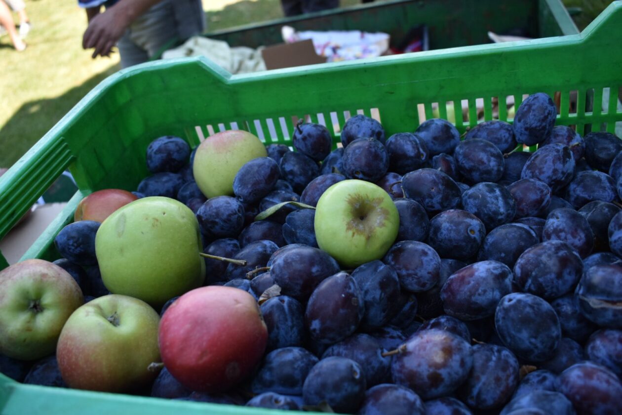 dani vina i jabuka 2025 (20)